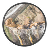 岩の上に横たわるアシカ アイスホッケーパック (正面)