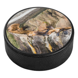 岩の上に横たわるアシカ アイスホッケーパック