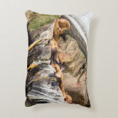 岩の上に横たわるアシカ アクセントクッション (裏面(縦))