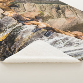 岩の上に横たわるアシカ シェルパブランケット