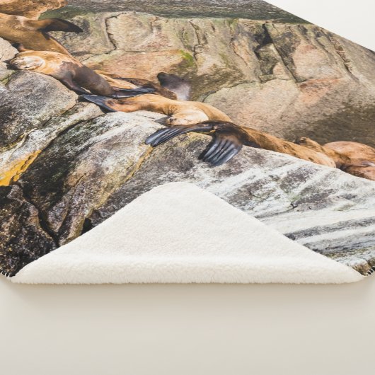 岩の上に横たわるアシカ シェルパブランケット (3/4)