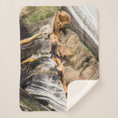 岩の上に横たわるアシカ シェルパブランケット (正面)