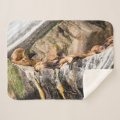 岩の上に横たわるアシカ シェルパブランケット (正面(横))