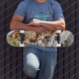 岩の上に横たわるアシカ スケートボード