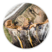 岩の上に横たわるアシカ セラミックノブ (正面)