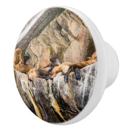 岩の上に横たわるアシカ セラミックノブ