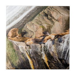 岩の上に横たわるアシカ タイル