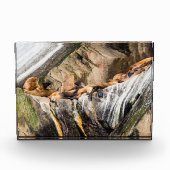 岩の上に横たわるアシカ フォトブロック (正面)