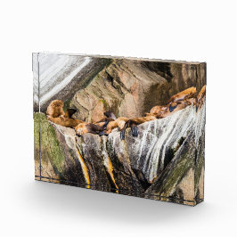 岩の上に横たわるアシカ フォトブロック