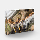 岩の上に横たわるアシカ フォトブロック (左)