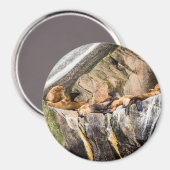 岩の上に横たわるアシカ マグネット (正面/裏面)