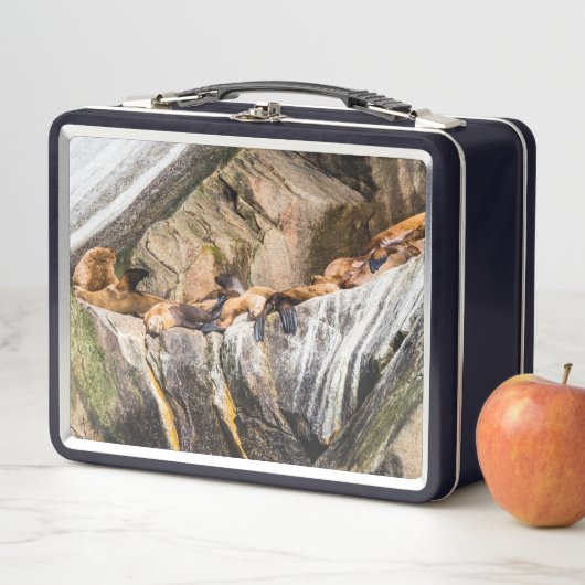 岩の上に横たわるアシカ メタルランチボックス (インサイチュ)