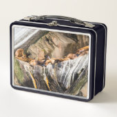 岩の上に横たわるアシカ メタルランチボックス (正面)