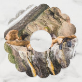 岩の上に横たわるアシカ ワイングラスタグ (裏面)