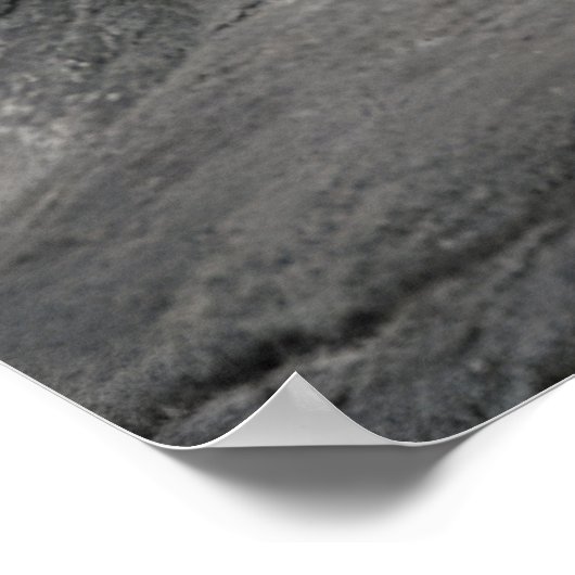 岩の上に横たわるベンガルの白い虎 ポスター (角)