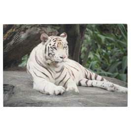 岩の上に横たわるベンガルの白い虎 メタルプリント