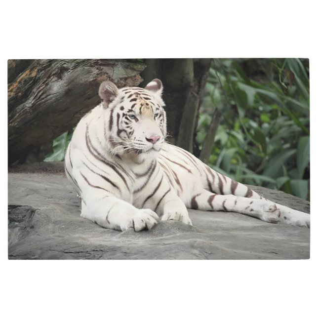 岩の上に横たわるベンガルの白い虎 メタルプリント (正面)
