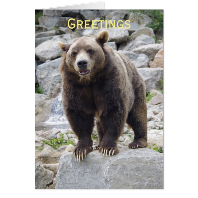 岩の上に立つコディアックベア (正面)