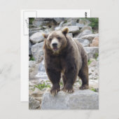 岩の上に立つコディアックベア ポストカード (正面/裏面)