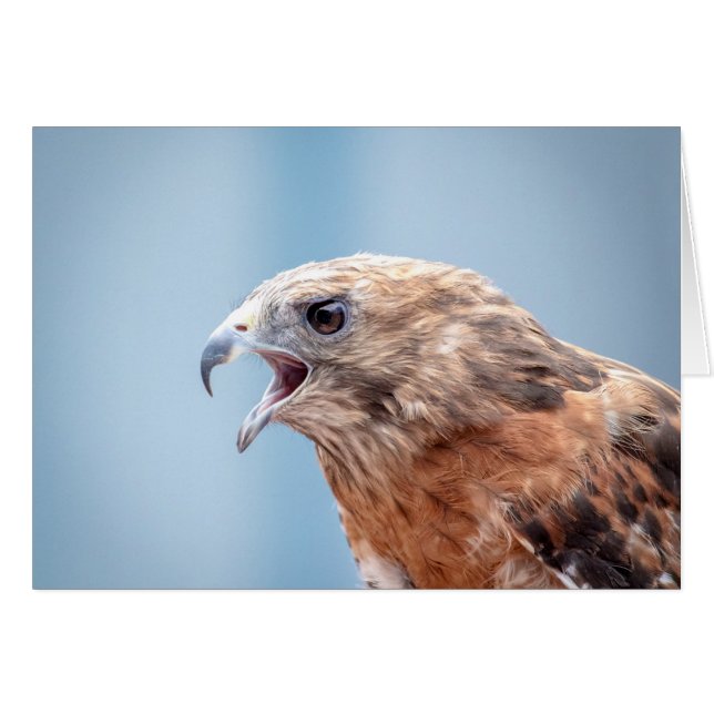 岩の上に赤い猫背のタカ (正面横)