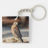 岩の上に赤い猫背のタカ キーホルダー (裏面)