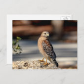 岩の上に赤い猫背のタカ ポストカード (正面/裏面)