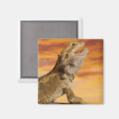 岩の上に髭を生やした竜（ポゴナ・ビチeps） マグネット (正面/裏面)