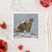 岩の上のアルパインマーモート スタンダードカクテルナプキン (インサイチュ)