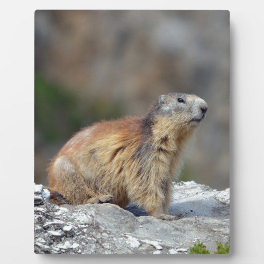 岩の上のアルパインマーモート フォトプラーク (正面)