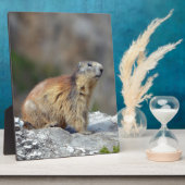 岩の上のアルパインマーモート フォトプラーク (側面)