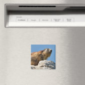 岩の上のアルパインマーモート マグネット (インサイチュ (食洗機))