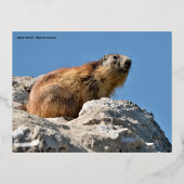 岩の上のアルパインマーモート 箔シーズンポストカード (正面)