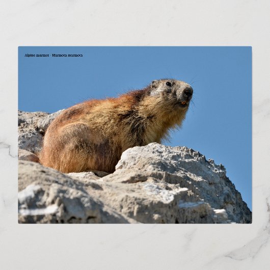 岩の上のアルパインマーモート 箔シーズンポストカード (正面)