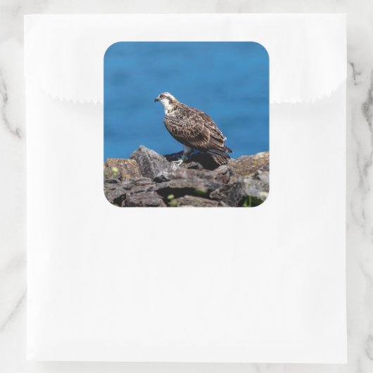 岩の上のオスプレイ スクエアシール (バッグ)