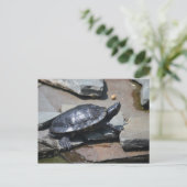 岩の上のカメ ポストカード (スタンド正面)