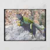 岩の上のサンショウウオのサンセット写真 ポストカード (正面)