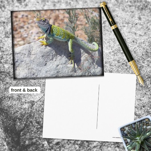岩の上のサンショウウオのサンセット写真 ポストカード