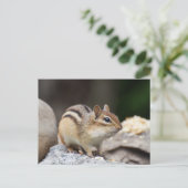 岩の上のチムンク ポストカード (スタンド正面)