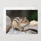 岩の上のチムンク ポストカード (正面/裏面)