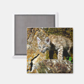 岩の上のボブキャットの子猫 マグネット (正面/裏面)