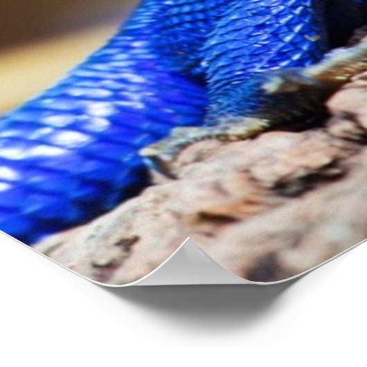 岩の上のムワンザの平たい頭のアガマ ポスター (角)