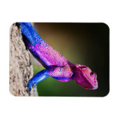 岩の上のムワンザの平たい頭のアガマ マグネット (横)