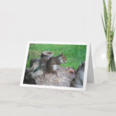 岩の上のリス カード (正面)