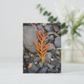 岩の上の秋 ポストカード (スタンド正面)