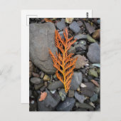 岩の上の秋 ポストカード (正面/裏面)