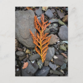 岩の上の秋 ポストカード