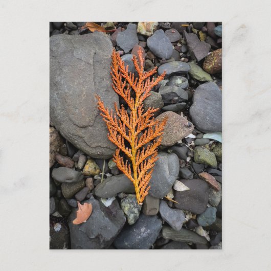 岩の上の秋 ポストカード (正面)