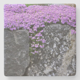 岩の上の紫色のフロックス ストーンコースター