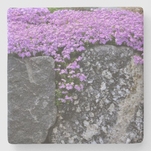 岩の上の紫色のフロックス ストーンコースター (正面)