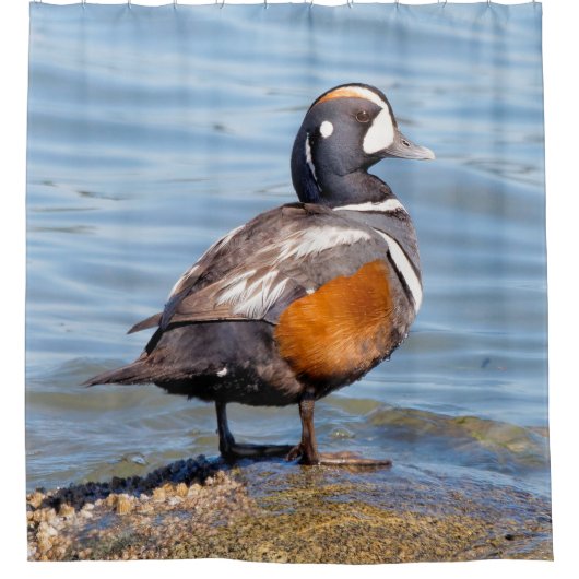 岩の上の美しいハーレクインアヒル シャワーカーテン (正面)